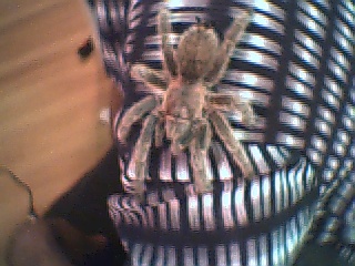 harriet 3